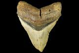 Huge, Fossil Megalodon Tooth - North Carolina #158232-1